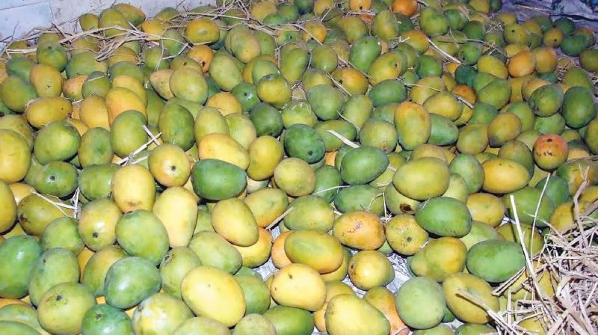 APs Banganapalle mango gets GI tag